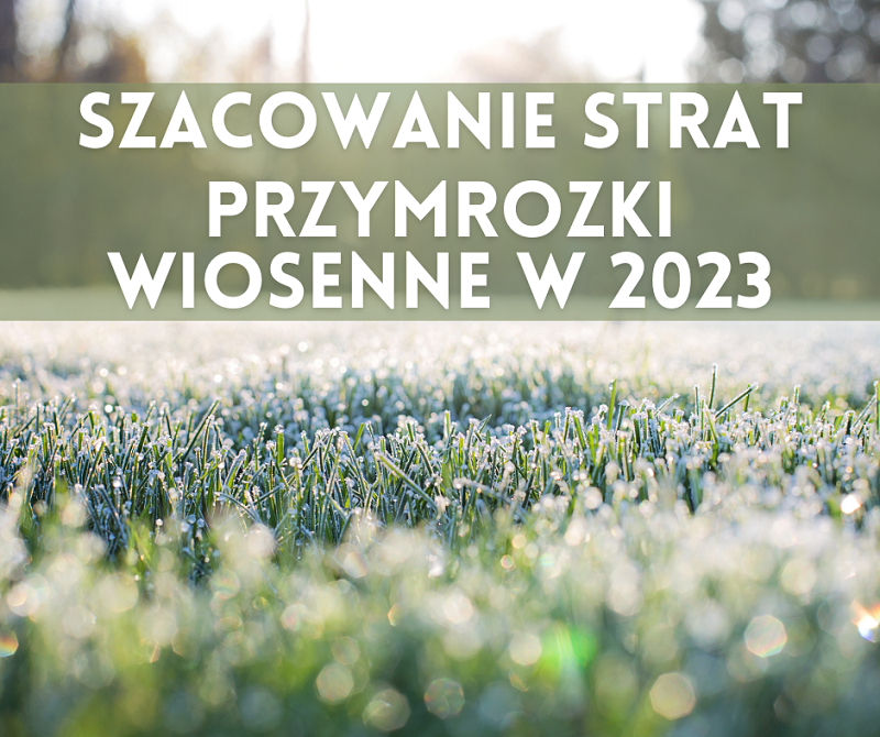 przymrozki